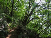 23 Sul sentiero 505 nel bosco di carpini neri 